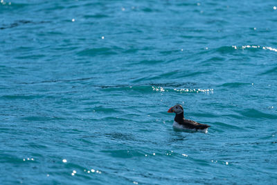 Puffin swimming in sea