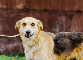 Close-up portrait of dog standing outdoors