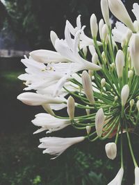 Close-up of white flowers