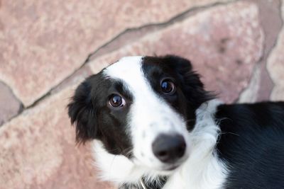 Close-up portrait of dog looking at camera