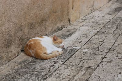 Cat sitting on floor