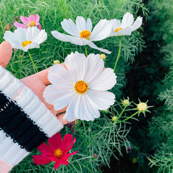 Close-up of white daisy flowers