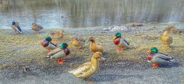 High angle view of birds perching on lake