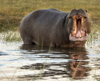 Lion drinking water in a lake