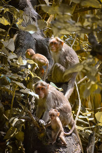 Monkeys sitting on tree