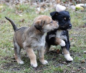 Close-up of puppy on field