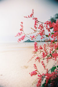 Close-up of red rose on beach against sky