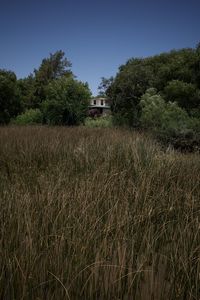 Plants growing on field against sky