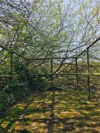 Trees growing on field in forest