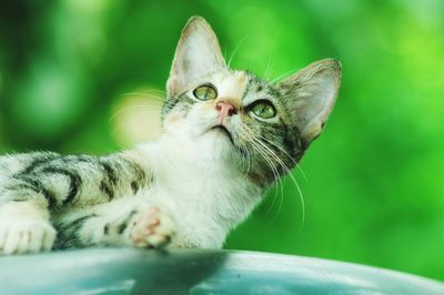 Close-up of a cat looking away