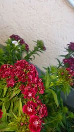 Close-up of pink flowers