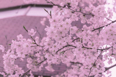 Close-up of pink cherry blossoms in spring