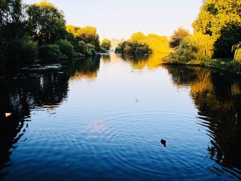 Ducks in a lake