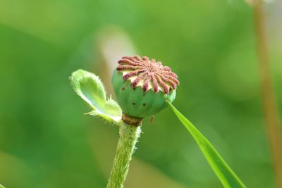 Close-up of thistle flower