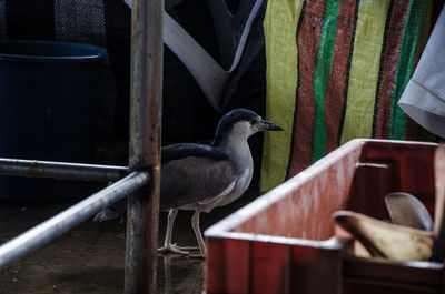 Close-up of bird perching on railing