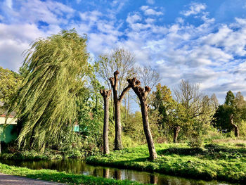 Trees growing on field against sky