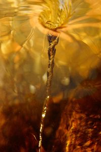 Full frame shot of spider web