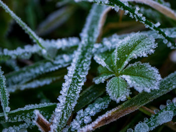 Close-up of frozen plant during winter