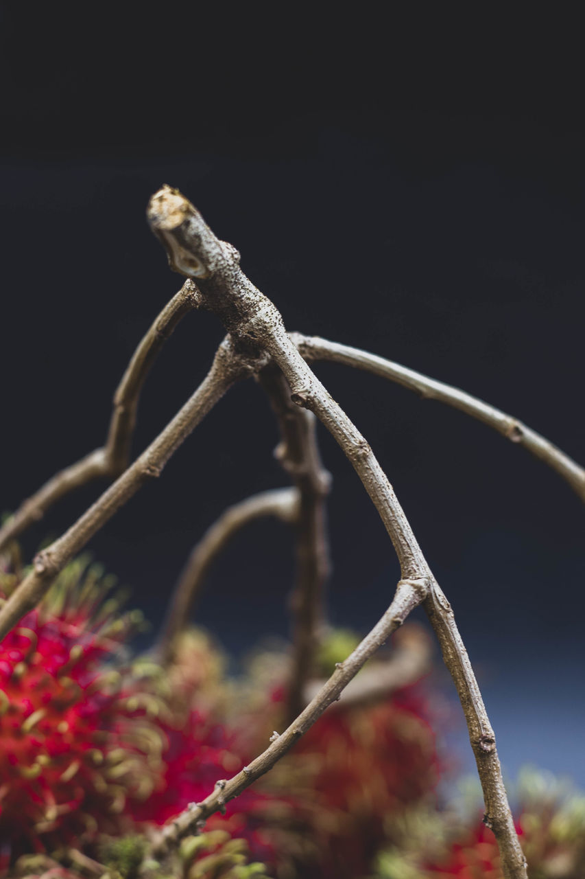 CLOSE-UP OF LIZARD ON BRANCH