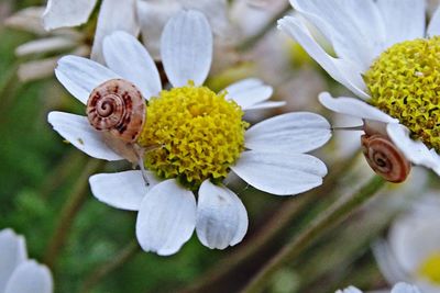 Close-up of honey bee on flower