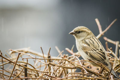 Close-up of bird perching on branch