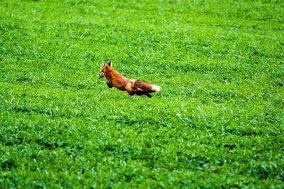Fox running amidst plants on field
