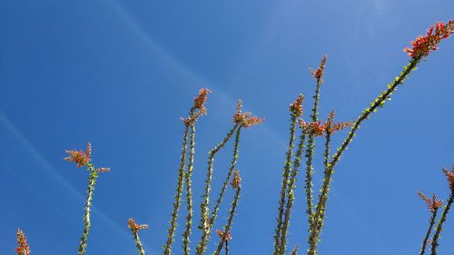 Low angle view of flowering plants against clear blue sky