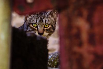 Close-up portrait of tabby cat