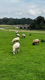 Sheep grazing on grassy field