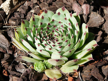 High angle view of succulent plant on field