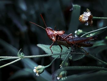 Close-up of insect on plant