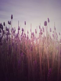 Lavender field against sky