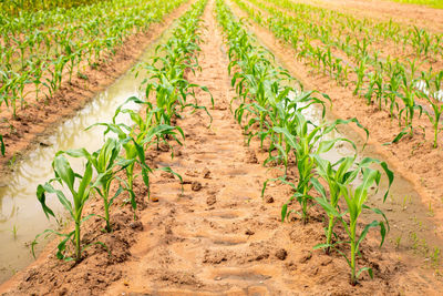 Plants growing on field