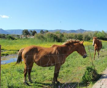 Horses grazing on grassy field