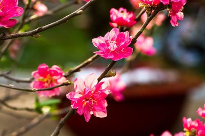 Close-up of pink flowers blooming on tree