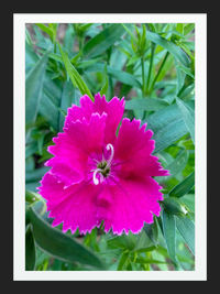 Close-up of pink flower blooming outdoors