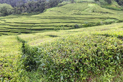 Scenic view of rice field