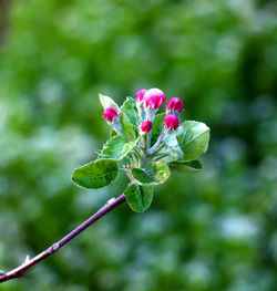 Close-up of insect on pink flower