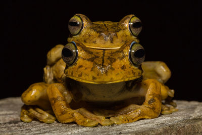 Close-up portrait of a frog