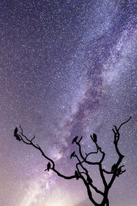 Low angle view of silhouette tree against sky at night