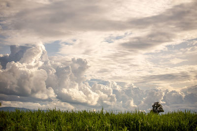 Scenic view of field against sky