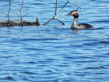 Ducks swimming in lake
