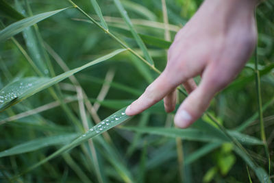 Close-up of hand touching wet grass