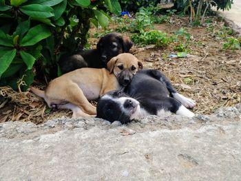 High angle view of a dog