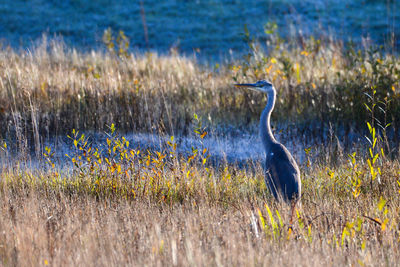 View of a bird on field