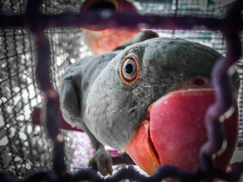 Close-up portrait of a bird