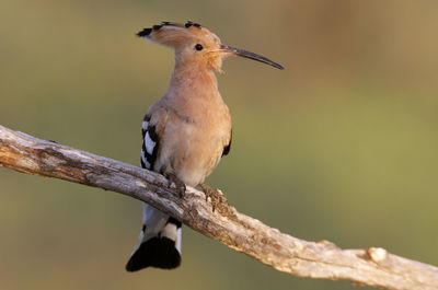 Close-up of bird perching on branch