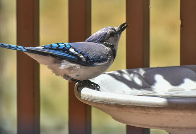 Close-up of bird perching on metal railing