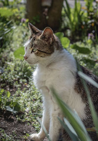 Close-up of a cat looking away