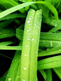 Close-up of raindrops on plant leaves